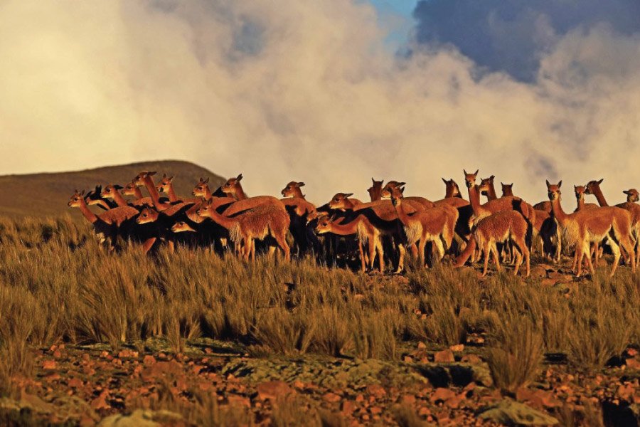 Manada de vicu&ntilde;as en la regi&oacute;n Puna, provincia de Jujuy, Argentina